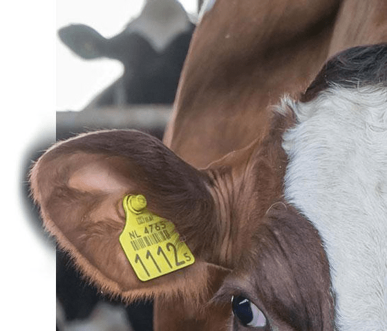 Boerderij Zonneveld Koe