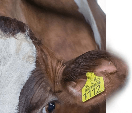 Boerderij Zonneveld Koe