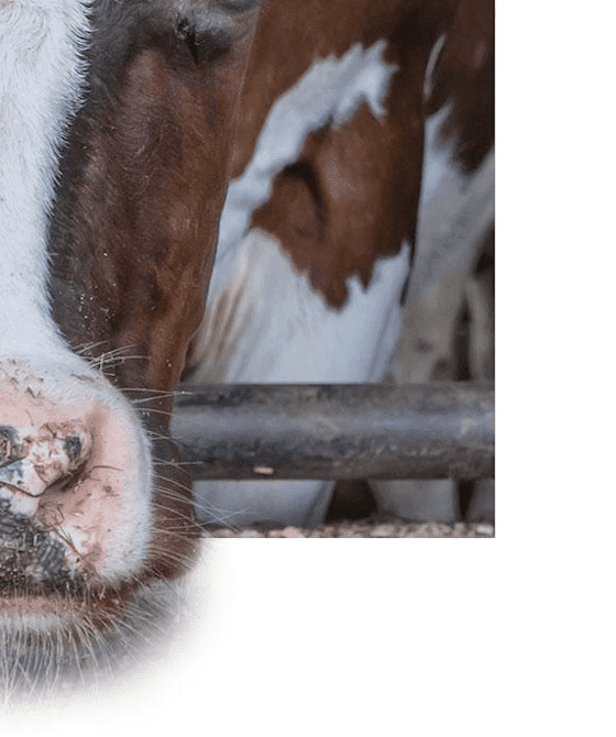 Boerderij Zonneveld Koe